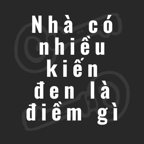 nhà có nhiều kiến đen la điềm gì